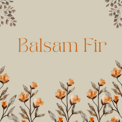 Balsam Fir Hydrosol