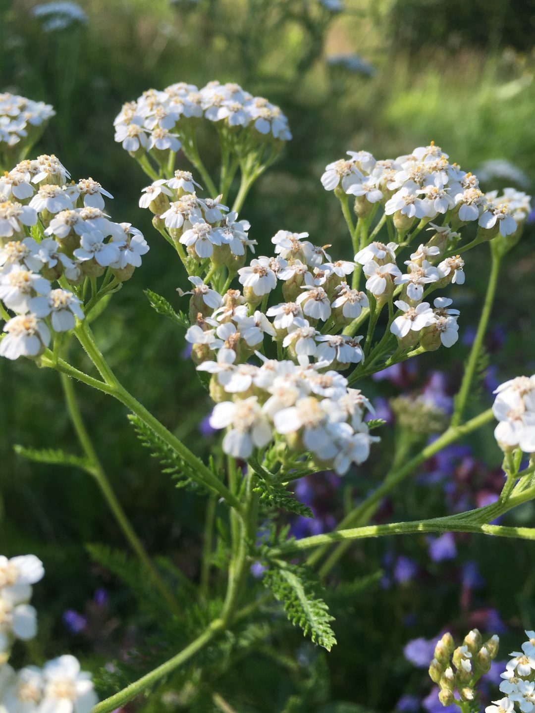 Yarrow Extract Bear Roots Forest Apothecary